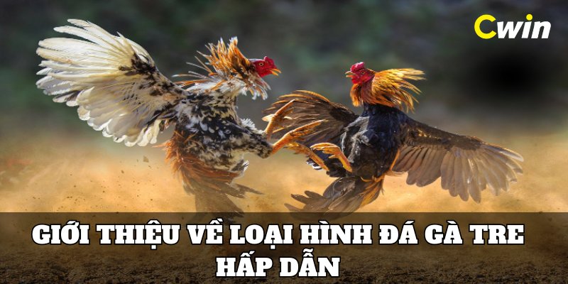 Giới thiệu về loại hình đá gà tre hấp dẫn  